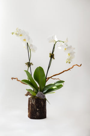 Orquídea con Amatista